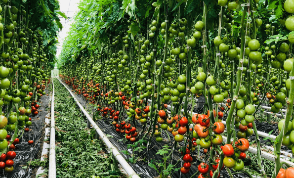MARCHÉ FRUITS & LÉGUMES FRAIS EN LIGNE | CHF 10.- offerts