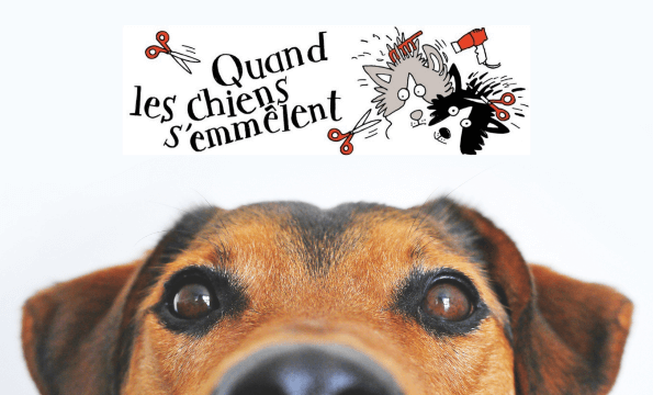 TOILETTEUR POUR CHIEN ET CHAT A LAUSANNE |  30% de remise