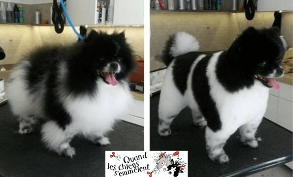 TOILETTEUR POUR CHIEN ET CHAT A LAUSANNE |  30% de remise