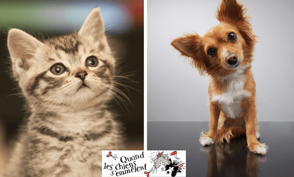 TOILETTEUR POUR CHIEN ET CHAT A LAUSANNE |  30% de remise