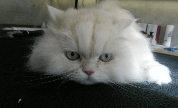 TOILETTEUR POUR CHIEN ET CHAT A LAUSANNE |  30% de remise