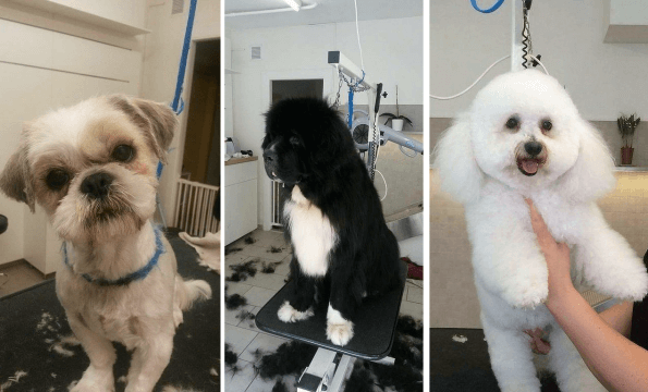 TOILETTEUR POUR CHIEN ET CHAT A LAUSANNE |  30% de remise