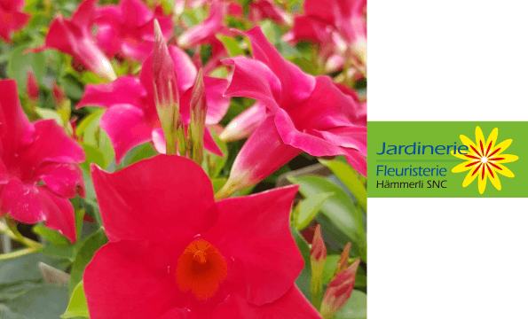 JARDINERIE | 20% de remise