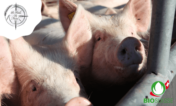 FERME DU NORD FERLENS | Assiette de grillades bio offerte