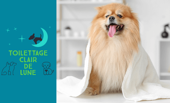 TOILETTAGE POUR CHIENS | 30% de remise