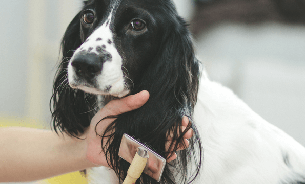 TOILETTAGE POUR CHIENS | 30% de remise