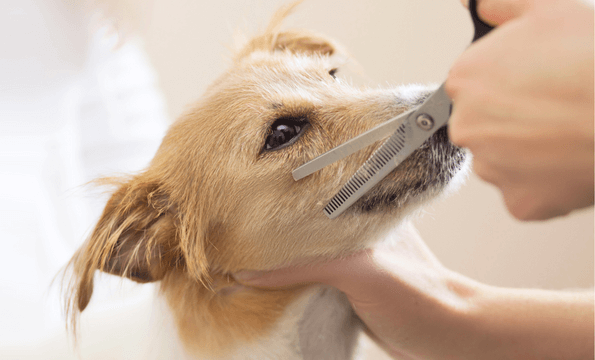 TOILETTAGE POUR CHIENS | 30% de remise